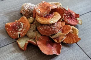 Сушеные мухоморы для пользы организма